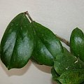 Hoya sp. RB-dick