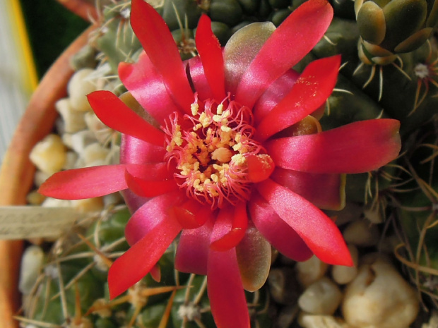 Gymnocalycium baldianum #kaktusy