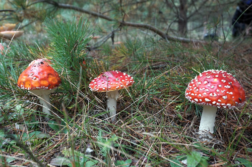 świętokrzyskie