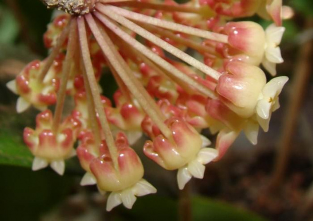 Hoya juanguoana