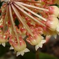 Hoya juanguoana