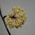 Hoya surigaoensis