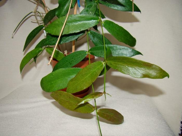 Hoya globulifera