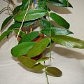 Hoya globulifera