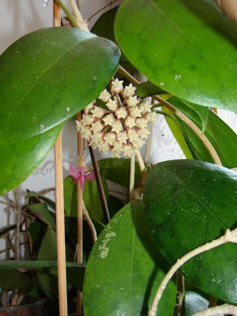 Hoya juanguoana