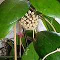 Hoya juanguoana