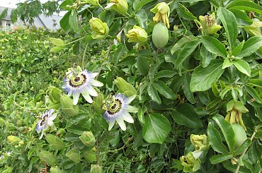 Passiflora #Suscinio #Passiflora