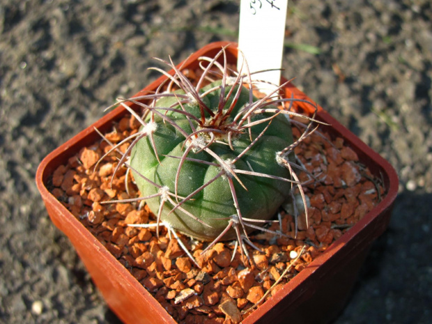 Gymnocalycium ferrari